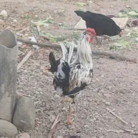 خروس گلین. جوان و مرغگیر