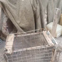 زاغ نر|پرنده|بم, |دیوار