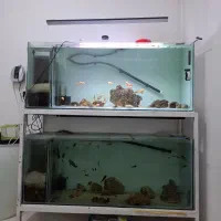اکواریم دو طبقه