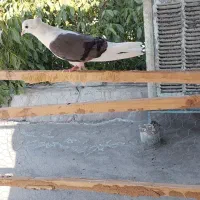 ۳ عدد پرنده سالم اگهی کامل بخون بعد پیام‌بده