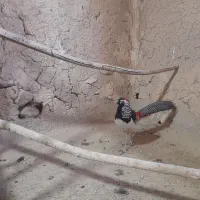 مرغ خروس زینتی