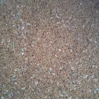 یونجه|گل و گیاه طبیعی|کهنوج, |دیوار