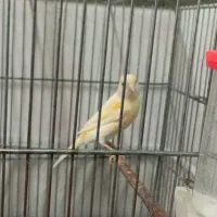 سهره. قناری معاوضه با سهره نر