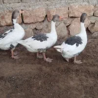 غاز|حیوانات مزرعه|کوهدشت, |دیوار