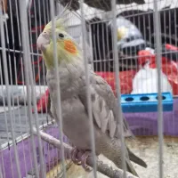 عروس هلندی|پرنده|آران و بیدگل, |دیوار