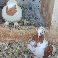 یک جفت ککیلی