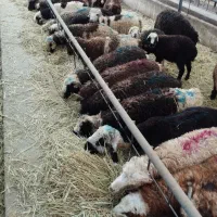 گوسفند نر بره نر بره سبک نیم گوشت