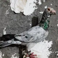 کوهی دورگ ارتشی خال سیاه نر