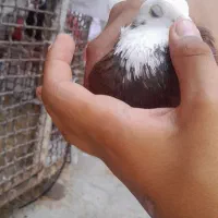 کفتر سرخ