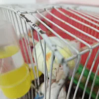 پرنده