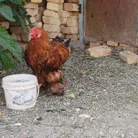 دو عدد خروس یدونه نژاد دار پا پری یدونه خودمانی