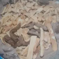 نان خشک فانتزی بدون کپک و تمیز