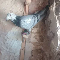 کبوتر|پرنده|گرمخان, |دیوار