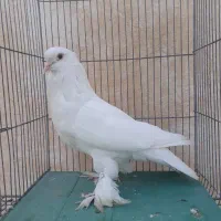 نرِ قابل پاکار
