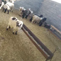 بره معاوضه با پراید