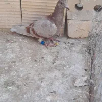 کفتر جوج|پرنده|خواف, |دیوار