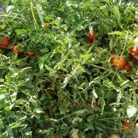 گوجه فرنگی گوشتی بازاری درجه یک درشت