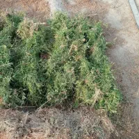 فروش علف