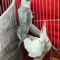 عروس هلندی