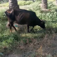 گاوو گوساله