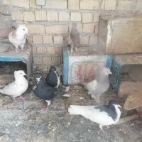 فروش نر وماده وجوجه