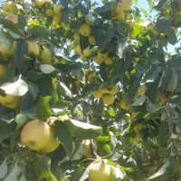سیب جهت آبگیری