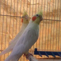 عروس هلندی