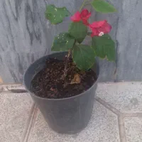 انواع گل.قلمه پتوس هاوایی و.