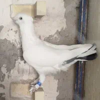 کبوتر فری