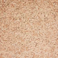 گندم سیروان