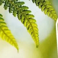 سفارشات شما
