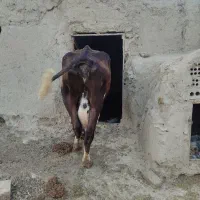گاو|حیوانات مزرعه|صالح آباد (خراسان), |دیوار