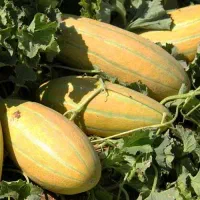 خربزه مشهدی
