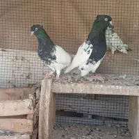 طوقی.کله ای.  پلاکی|پرنده|لامرد, |دیوار