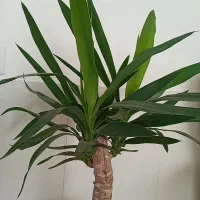 زمین  دایم شیروان