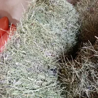 یونجه پرس علفی