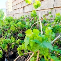 قلم انگور یاقوتی ( به شرط ثمردهی)