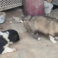 توله سگ