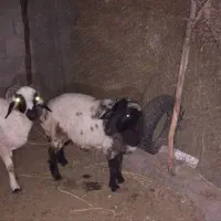 گوسفندفروشی بره نر