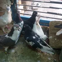 یک دسته سادع