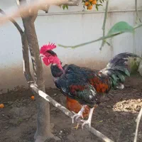 فروش 1 عدد خروس محلی جوان