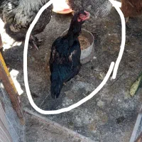 مرغ لاری اصل