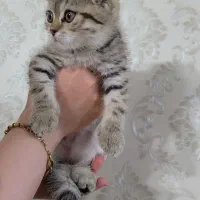 بچه گربه اسکاتیش