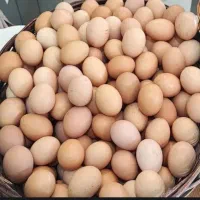 تخم مرغ