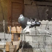 قجله بزرگ وسیاه بادکنکی نر آماده جفت