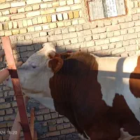 سیمینتال چاق