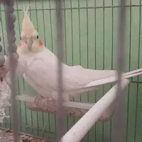 بلوبانک