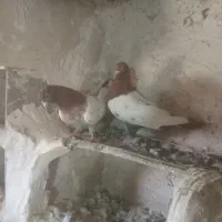 کفتر
