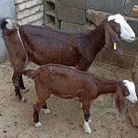 بزوبزغاله