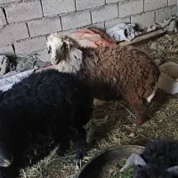 روستای عبودی